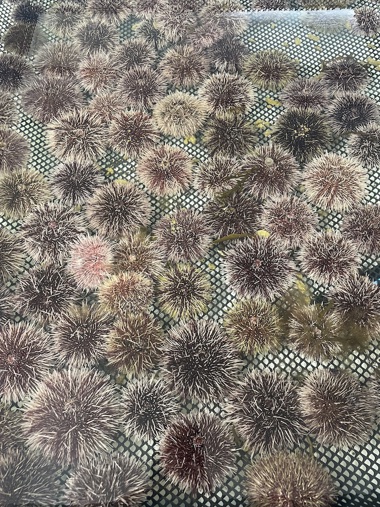 Kråkeboller i havbruksparken