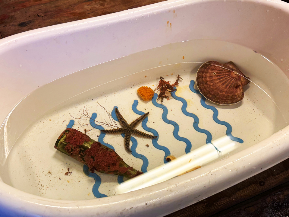 En sjøstjerne ligger oppi en hvit balje med vann.