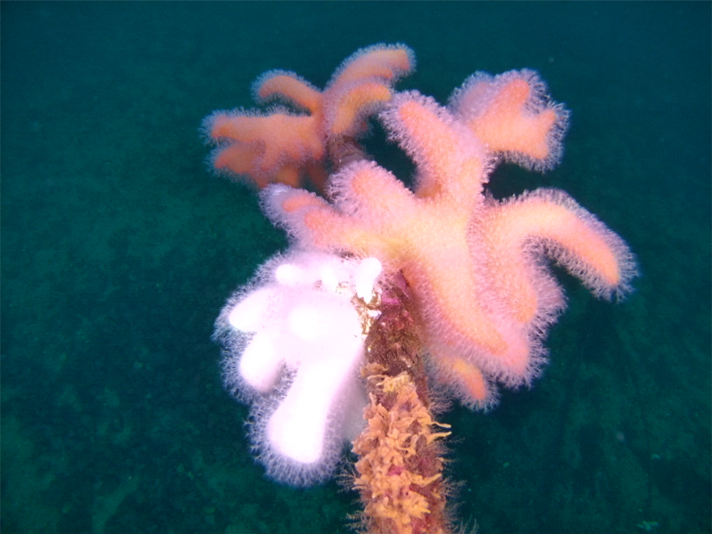 Korallen dødmannshånd