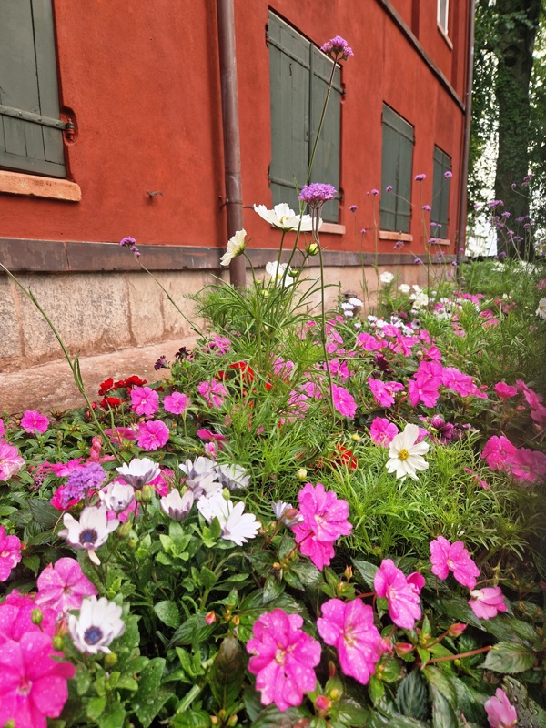 Rosa, røde og hvite blomster i blomsterbed utenfor Skipper Worse Leedal.