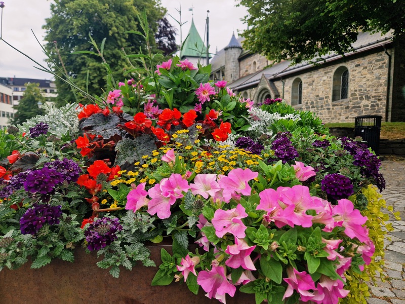 Mange fargerike blomster i blomsterbed i Stavanger sentrum. Domkirken i bakgrunnen.