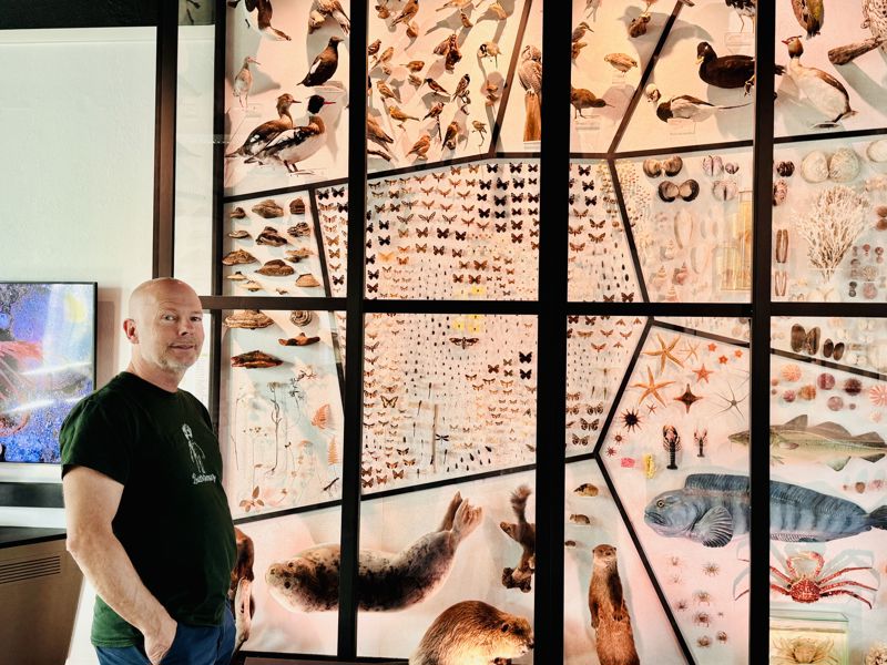 Mann står foran insektsamling
