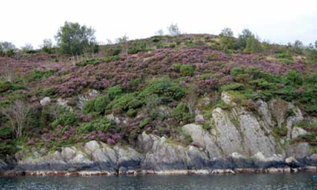 Blomstrende lynghei på en av byøyene.