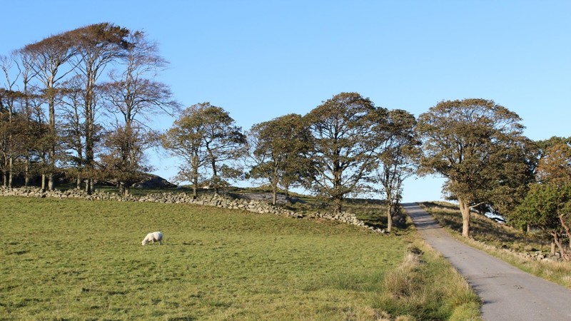 Sau på beite foran steingard og høye, gamle trær i silhuett mot blå himmel