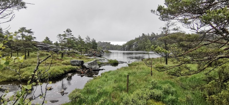 Landskap med et stille vann, bergknauser, gress og furutrær en gråværsdag.