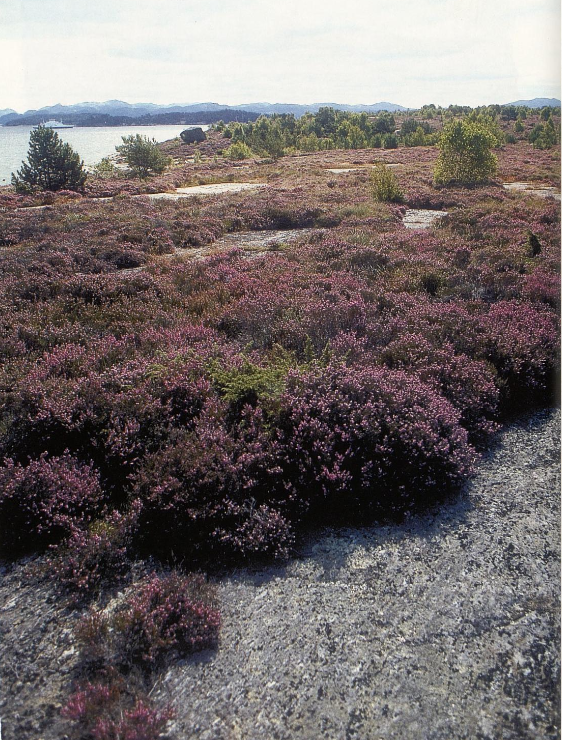 Blomstrende lynghei over svaberg og fjord
