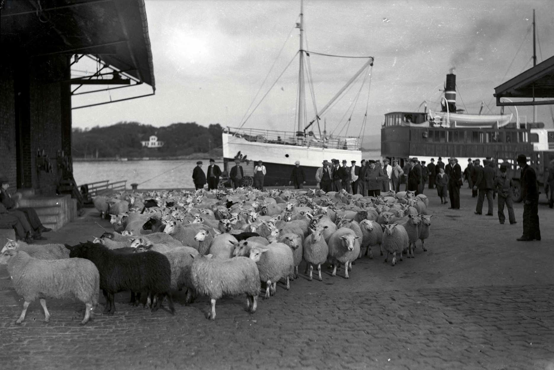 Saueflokk som er kommet i land på en kai i byen