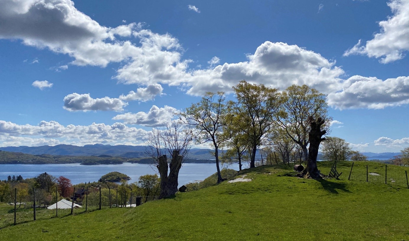 Trær med tjukke stammer og tynne greiner på en grønn bakkekant, i silhuett mot fjordlandskap og lettskyet himmel.