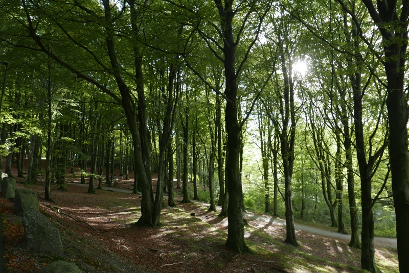 Grønne trær tett i Vålandskogen.
