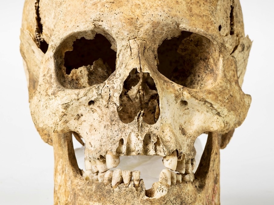 Hodeskalle funnet ved arkeologiske utgravinger i Domkirken.