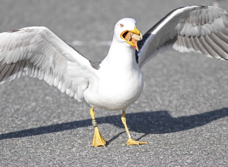 En måke spiser noe som kan likne på en pølse. 