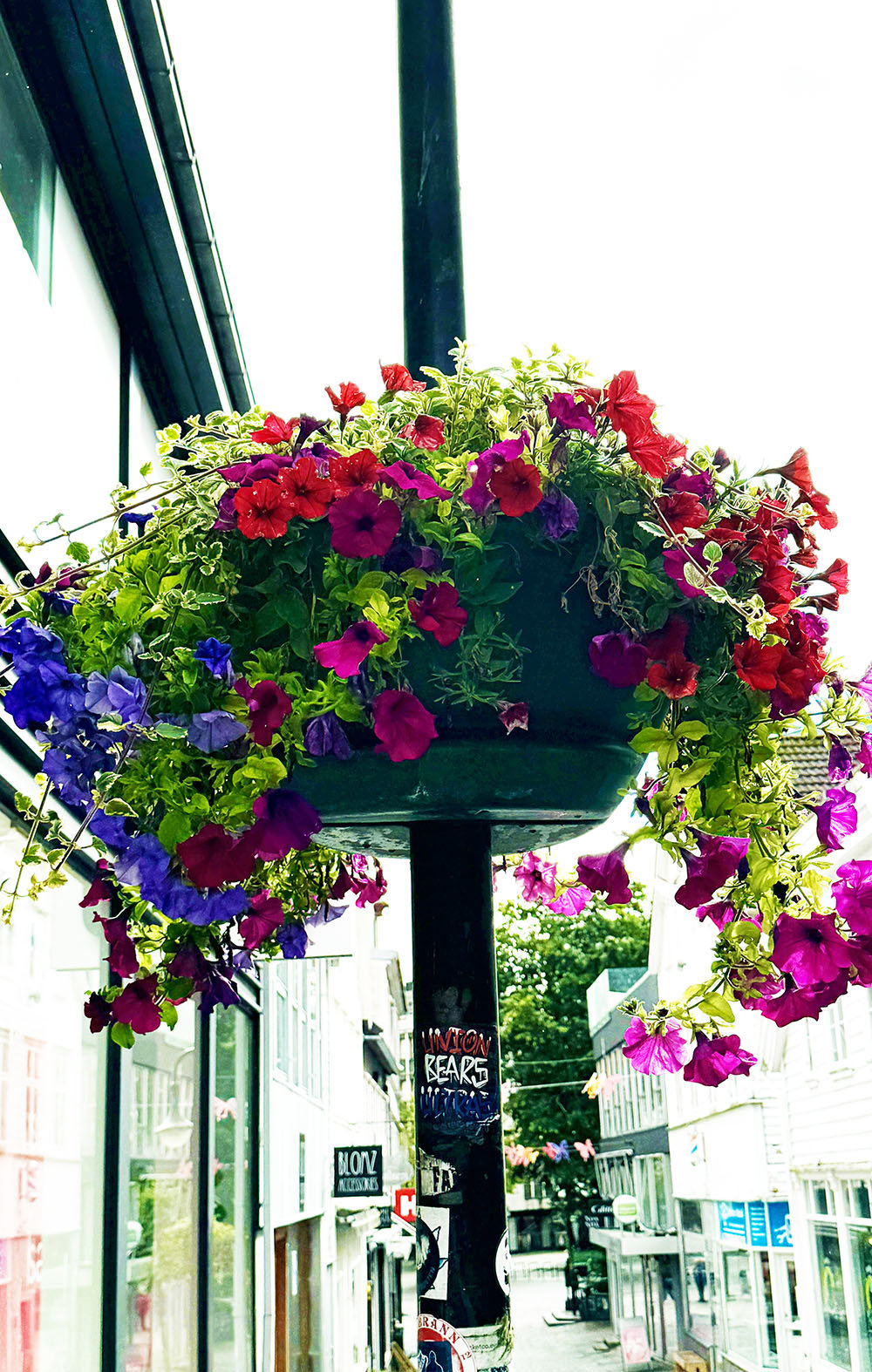 Kommunen setter ut blomster i sentrum