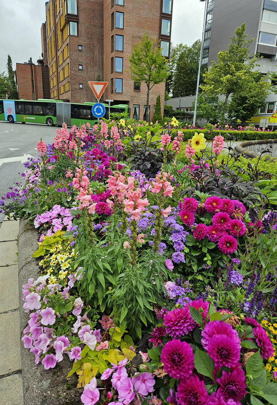 Kommunen setter ut blomster i sentrum