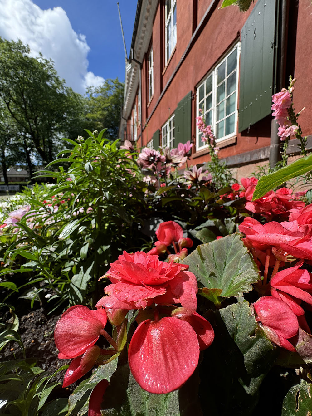 Kommunens blomster ved Ledaal