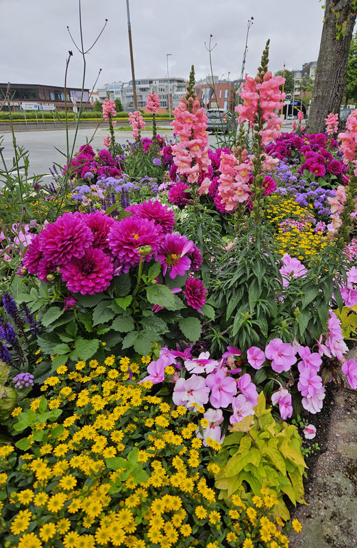 Kommunens blomsterbed i 2024