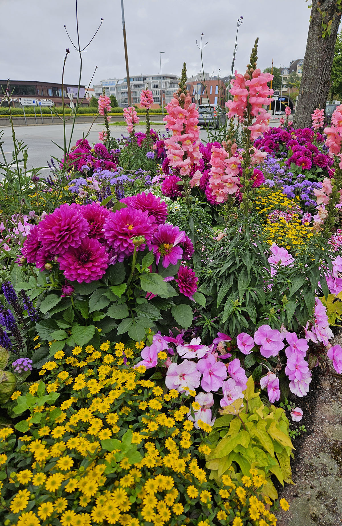 Kommunens blomsterbed i 2024