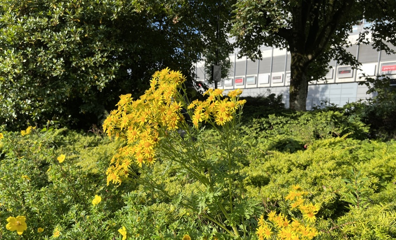 Det giftige ugresset landøya har spredd seg veldig i de siste årene.