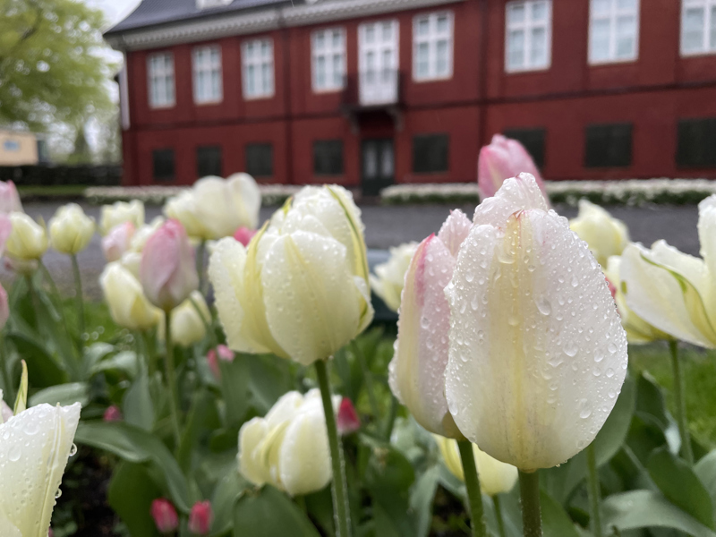 Rosa og hvite tulipaner i et bed