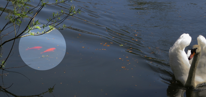 Gullfisk i Hindalstjernet