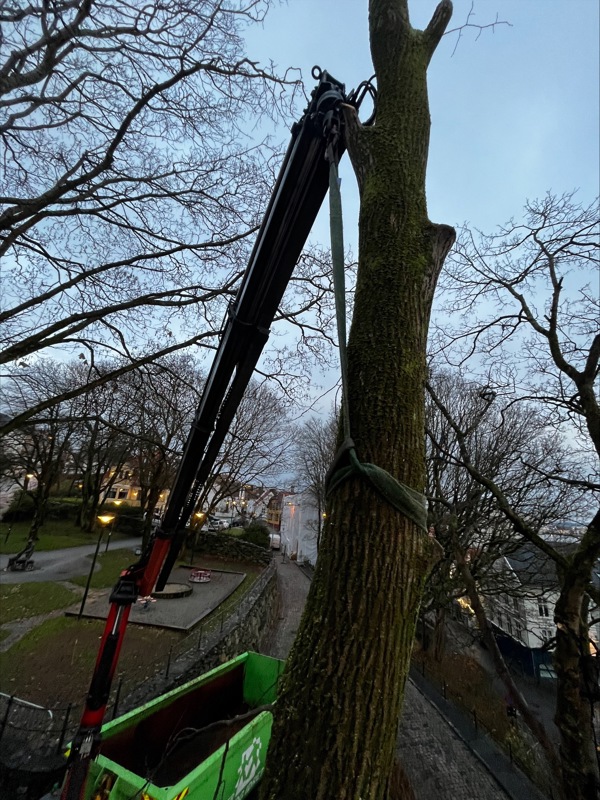 Arbeid med å felle et tre