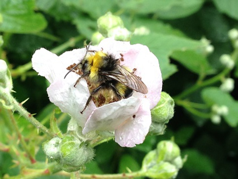 Humle på bjørnebær