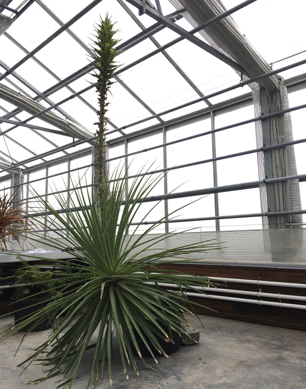 Puya chilensis i Stavanger botaniske hage