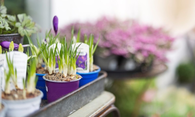 Bildet viser flere blomsterpotter som står utenfor et vindu. Det er løkplanter, krokus og hvit perleblomst.  Bak skimter vi en potte med rosa lyng, som er duset ut av kamera.