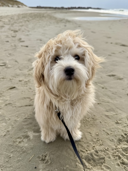 Hund på stranda.