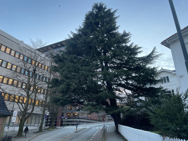 stort tre henger på skrå over veien
