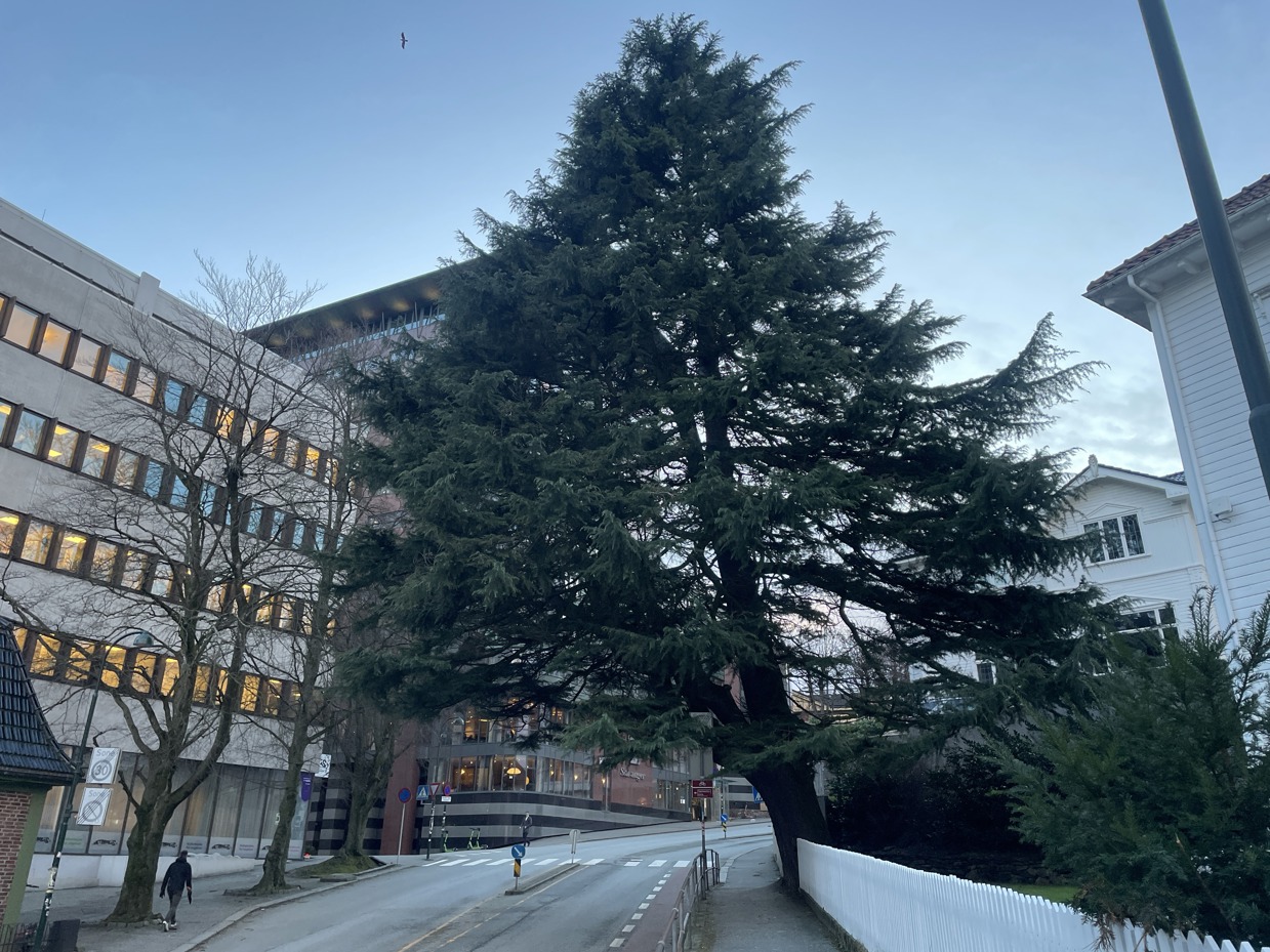 stort tre henger på skrå over veien