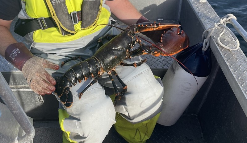 Hummer på fanget til en fisker som sitter i en båt