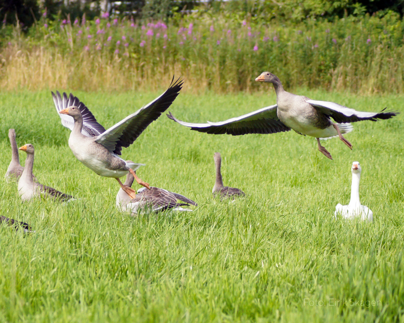 En gjeng grågjess på en åker.