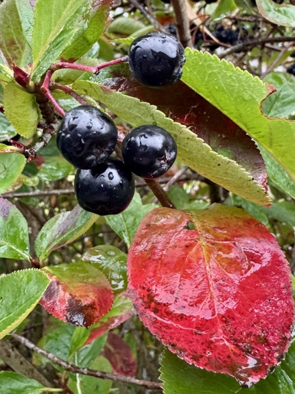 Bilde av aroniabær i høstregn