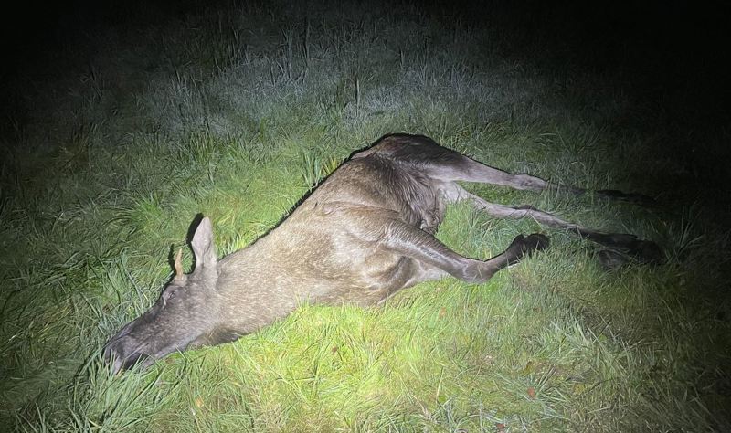 Felt elg ligger i gresset