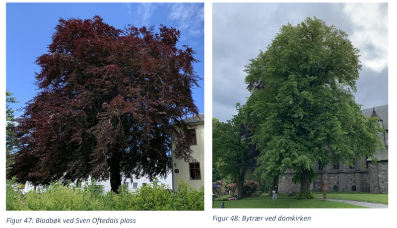 Bilde av blodbøk og et bytre ved Domkirka