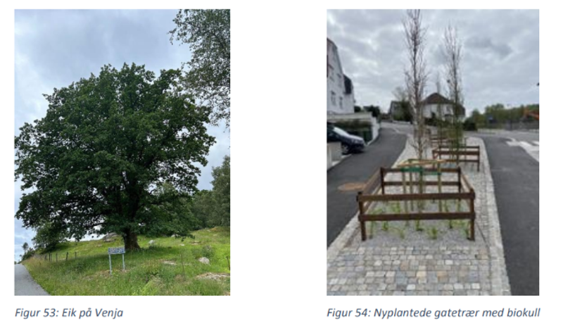 Bilde av en eik og nyplantede gatetrær