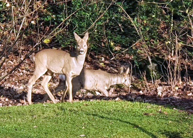 Rådyr spiser utenfor en hage i Stavanger