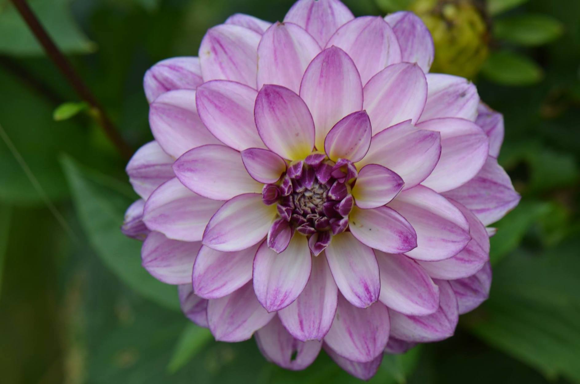 Dahlia 'Seduction'