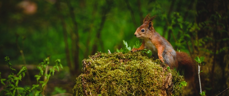 Viser et bilde av et ekorn som sitter på en mosegrodd stubbe i skogen
