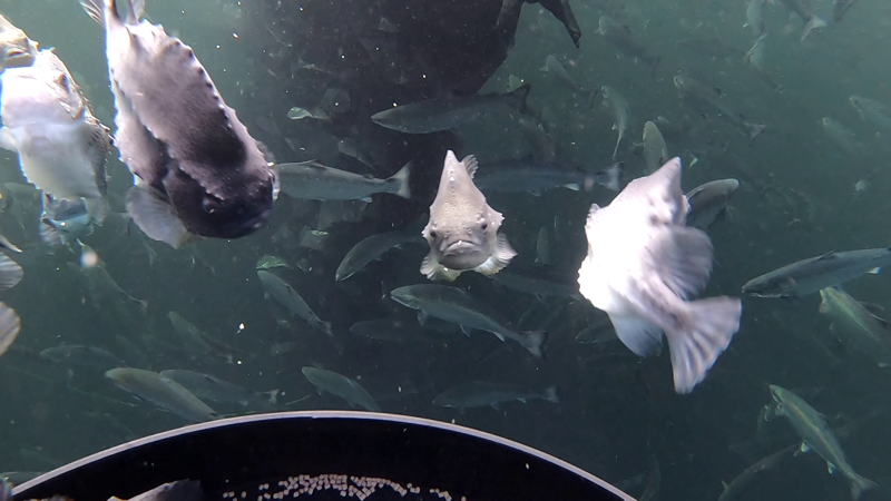 Rognkjeks som spiser fôr