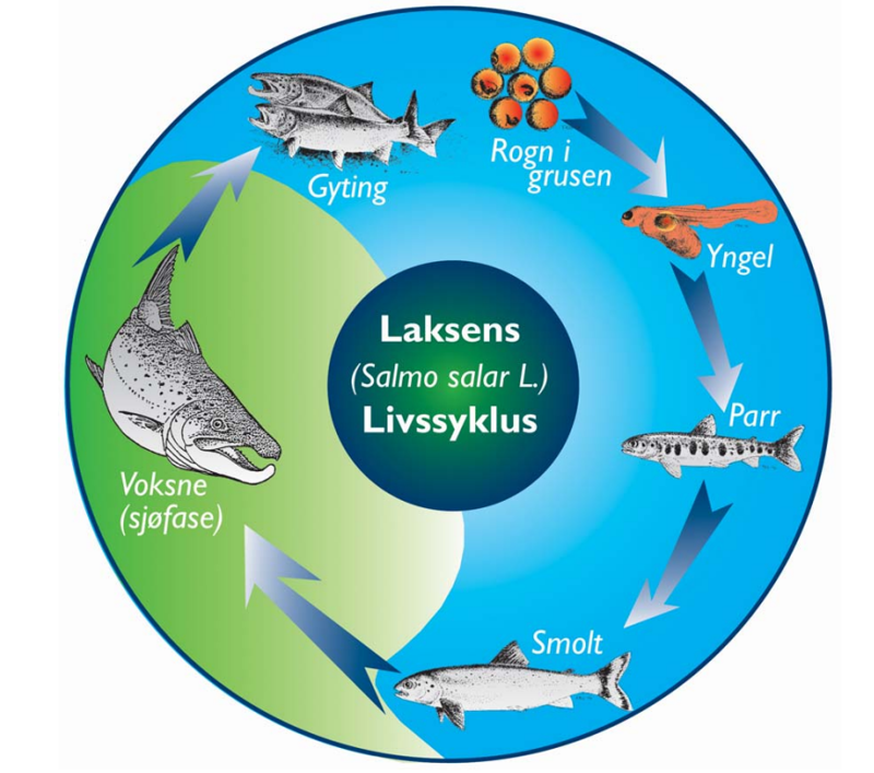 Figuren viser laksens livssyklus i naturen. Smolt er en laks som er klar for overgangen fra ferskvann til sjøvann. Noe av grunnen til at laksen velger å formere seg i ferskvann er trolig mindre konkurranse om mat og leveområder, i tillegg til at det er færre predatorer i ferskvann. På denne måten kan laksen satse på relativt få og store egg, og leve relativt beskyttet i starten av livet. Når smolten vandrer ut i havet er den stor nok til  å slippe unna mange predatorer, og ta til seg av det store matfatet havet tilbyr. Laksen har et stort potensiale for rask vekst i sjøen, og kan vokse flere kilo i året også i naturen.