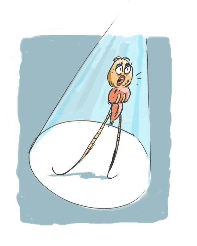 Bilde av lakselus alene på scenen