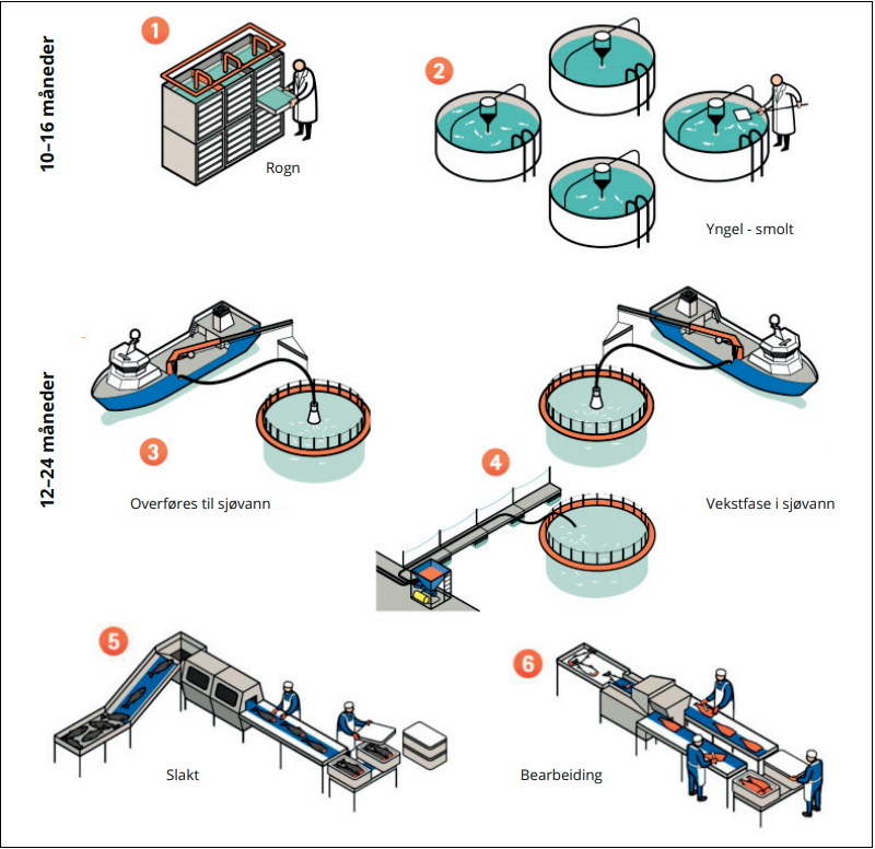 Produksjonsprosessen Mowi