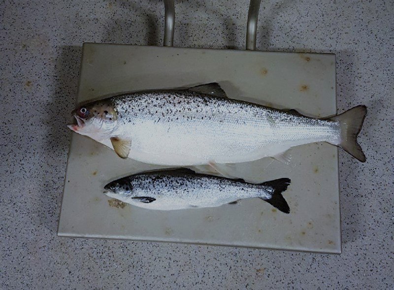 Storsmolt vs vanlig smolt