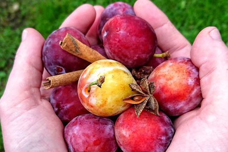 Plommer og kanelstang