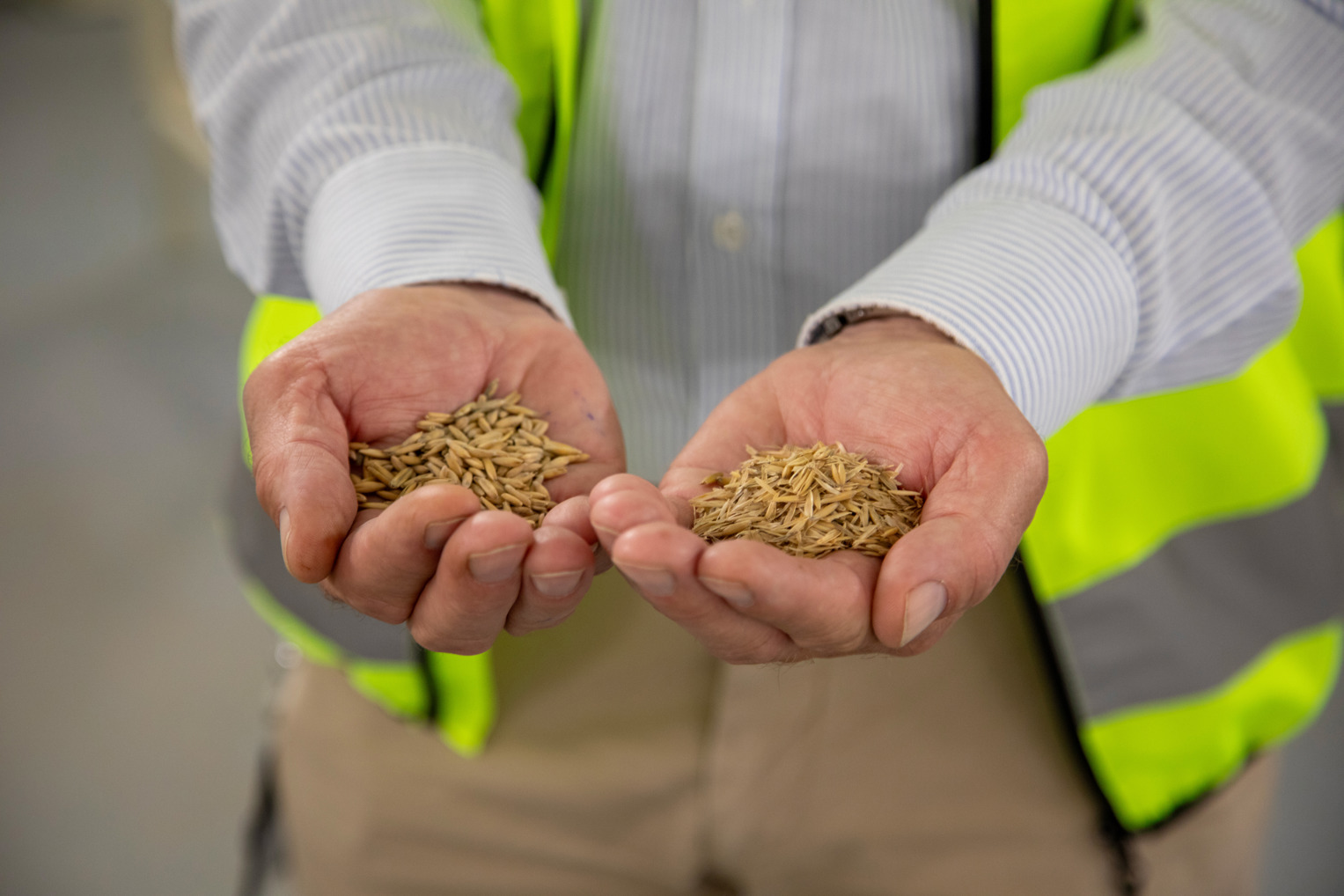 En håndfull havrekjerne og -skall i hendene til en person