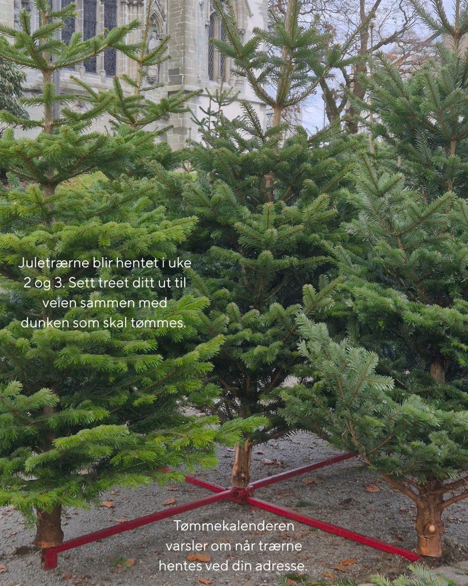 Flere grønne juletrær står oppstilt utendørs med en kirke i bakgrunnen. Teksten på bildet informerer om at juletrær hentes i uke 2 og 3, og at de skal settes ut til veien sammen med dunken som skal tømmes. Tømmekalenderen gir detaljer om hentetidspunkt.