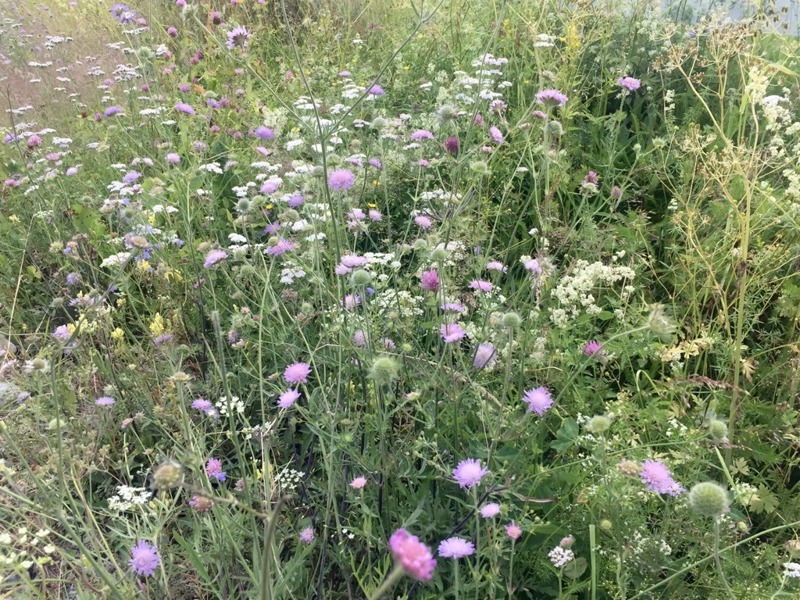 Blomster og ugress i veikanten