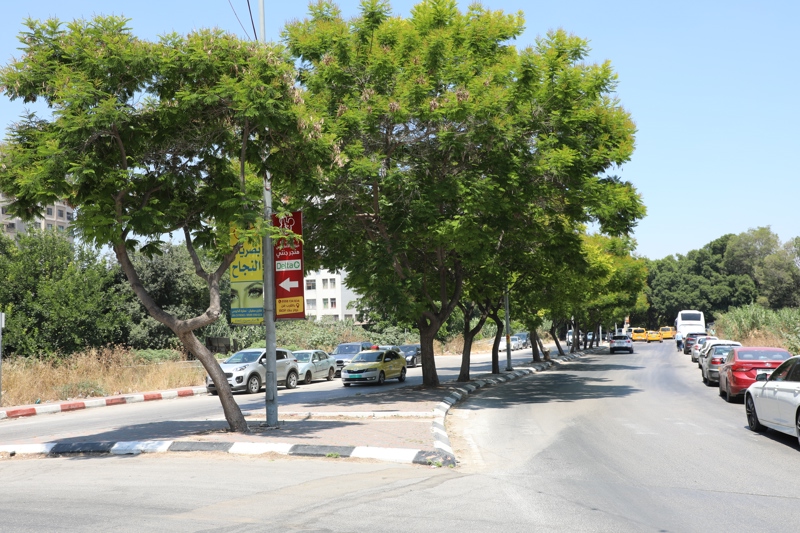 Mange grønne trær langs veien i Nablus