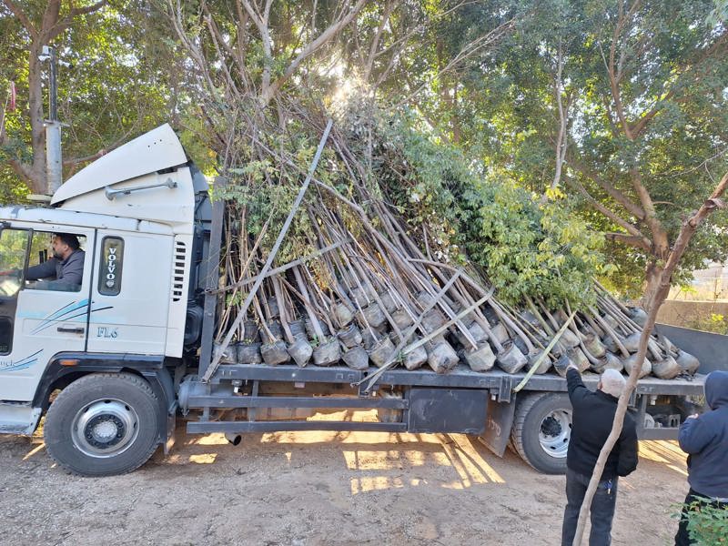 En lastebil full av trær som skal plantes